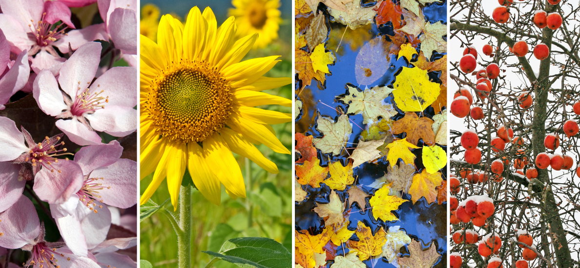 four rows of flowers and trees as they change in the different seasons.